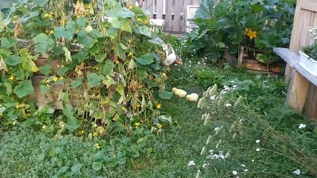 Первый раз выводим гусят на улицу! Белая гусыня хорошая мамка - держит гусяток под крылом! смотреть онлайн