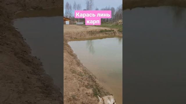 пруд на даче карп карась линь чем кормить смотреть онлайн