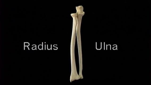 ключица лопатка смотреть онлайн