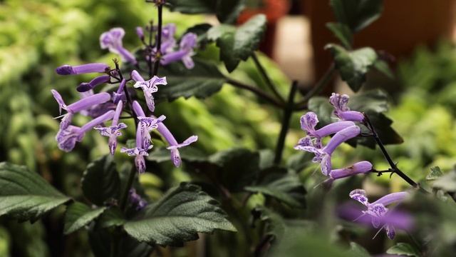 Todo sobre el Plectranthus 'Mona Lavender' смотреть онлайн