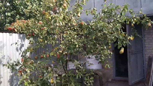 Груши на рябине смотреть онлайн