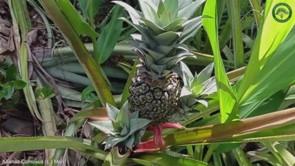 Ananas Comosus (L.) Merr. | Fruits Plants | ?? Panama |
