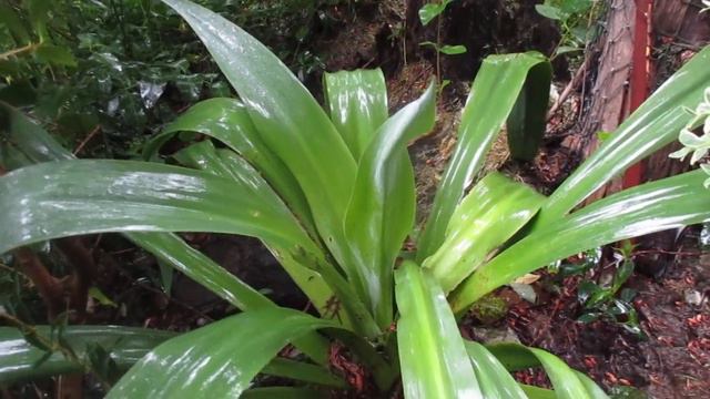 Mexican False Red Yucca