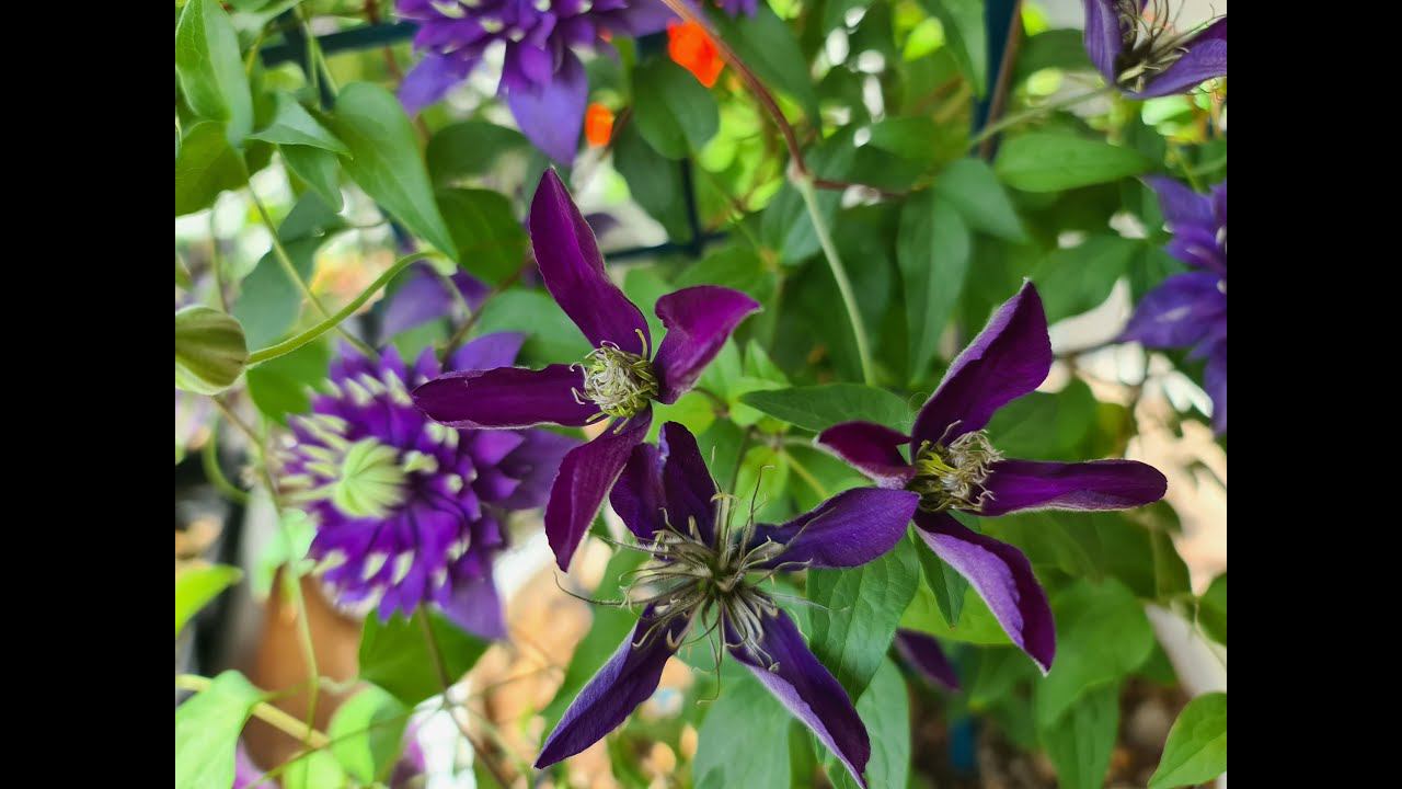 КЛЕМАТИСЫ. Самые зимостойкие, обильно и долгоцветущие! смотреть онлайн