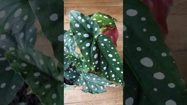 БЕГОНИЯ ПЯТНИСТАЯ УХОД смотреть онлайн