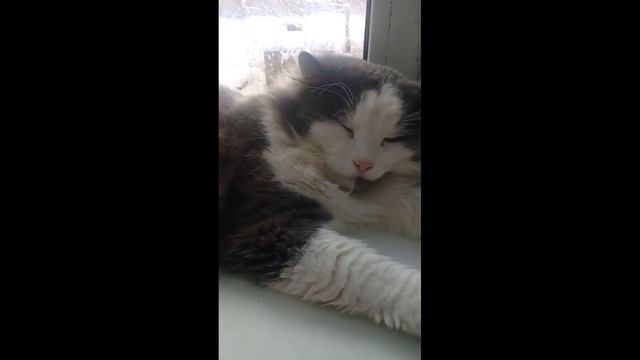 Песенка про котэ. Ты мой миленький хорошенький мой котик. смотреть онлайн