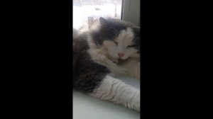 Песенка про котэ. Ты мой миленький хорошенький мой котик.