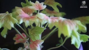 САЛАВАТ АН НАРИЯ Сильная молитва для исполнения желаний и исцеления