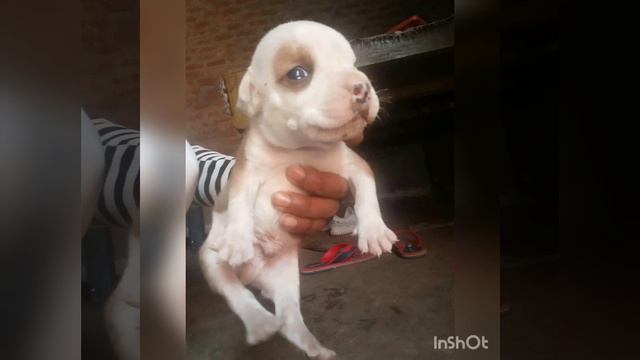 Cheapest dog Market in Haridwar смотреть онлайн