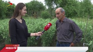 Знаменитые алагирские груши возвращаются