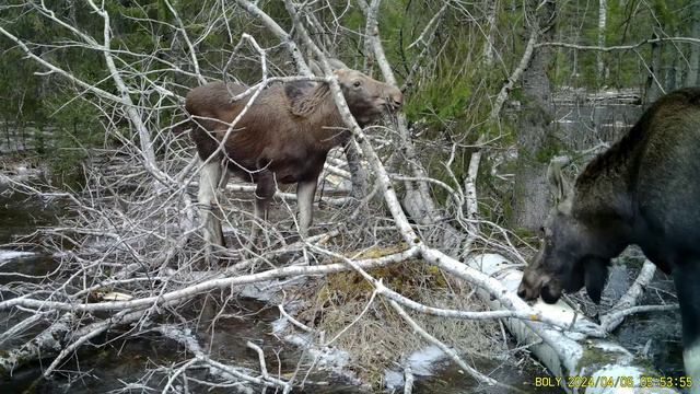 Фотоловушка Bolyguard SG2060-K #29.2 \ Лоси кормятся осиной смотреть онлайн