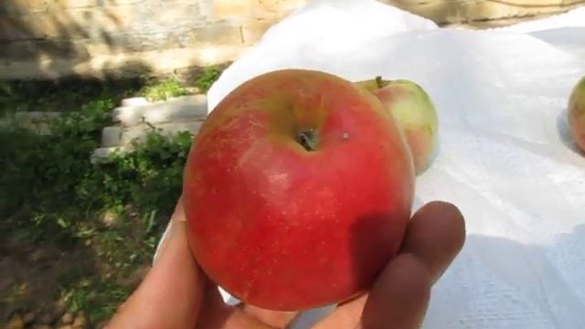Сорт яблок Сансе смотреть онлайн