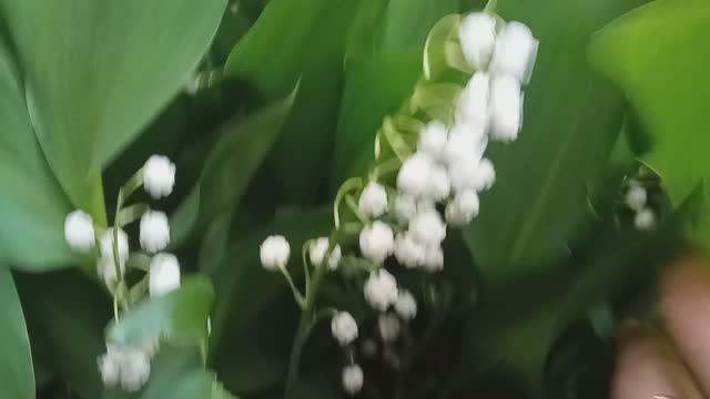 ЛАНДЫШИ В САМОМ ЦВЕТУ смотреть онлайн