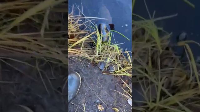 Ловля на воблеры 55мм (6,2гр) в Мурманской области