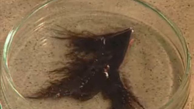 Взаимодействие азотной кислоты с разными орг веществами смотреть онлайн