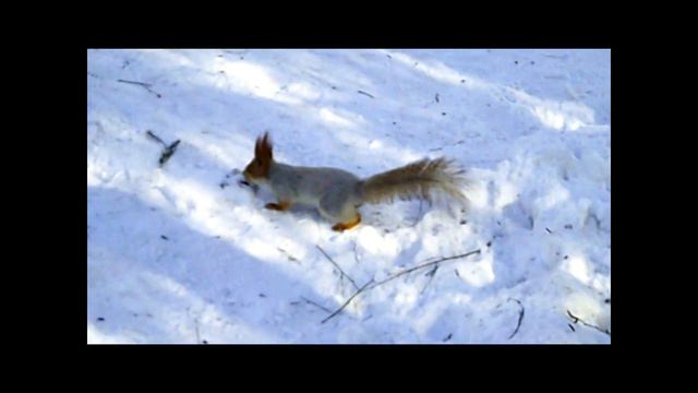 Видео. Белка в городском парке . Лесная красавица . смотреть онлайн