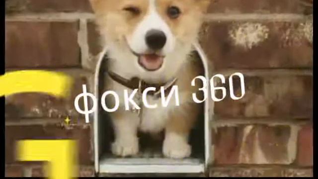 Моя новая заставка 💀🐕 смотреть онлайн