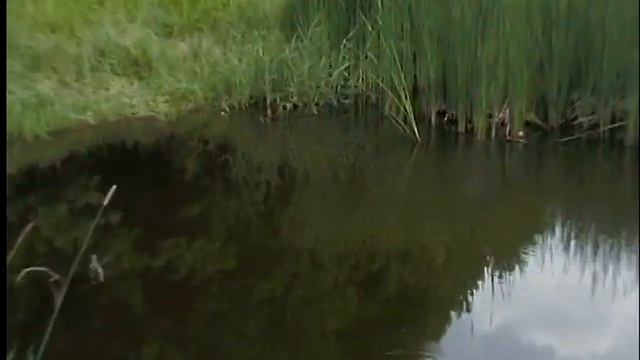 Европейские болотные (речные) черепахи смотреть онлайн