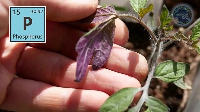 1 Ложку в Почву и Земля Как Новая! Заменит Все Сидераты Осенью! Урожая Будет Тонна! смотреть онлайн