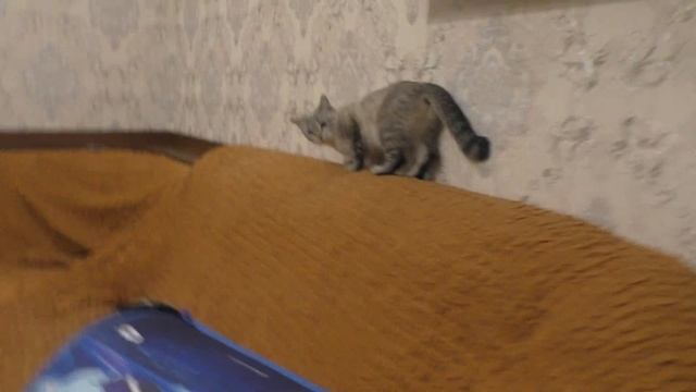 (14часть)про мою любимую кошку милку смотреть онлайн