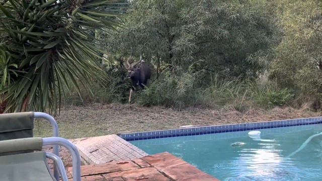 Weekend trip to Bela Bela/ private game reserve/ private golf estate/ Weekend trip South Africa смотреть онлайн