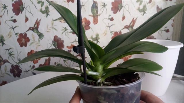 доброе утро орхоманы/, ну что?/ начнем с полива?/ и т.д..... смотреть онлайн