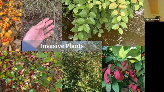 Nature Program Series: Bird Friendly Yards with Logan Anderson смотреть онлайн