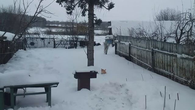 Суровый сибирский кот.#Деревенскоесело смотреть онлайн