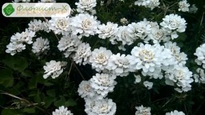 ? Виды и сорта алиссума