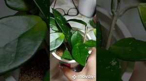 Укоренение хойи.