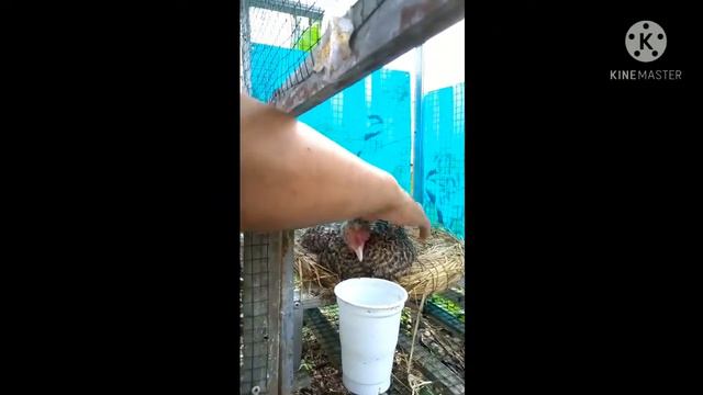 Selamat Jalan Chick Chik - R.I.P смотреть онлайн