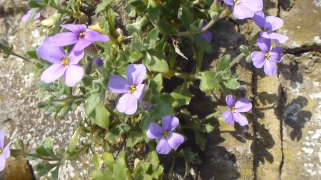 Aubretia - Sumarstjarna - Hraunbúi - Veggplanta - Sumarblóm смотреть онлайн