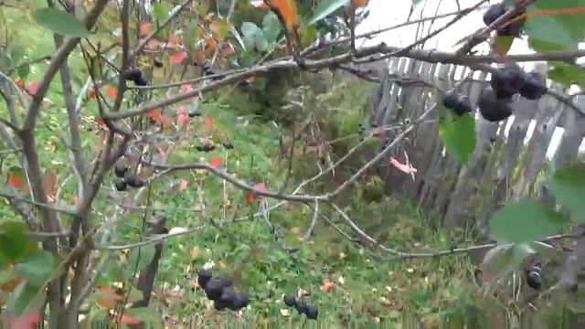 У гусей хорошее настроение - они летают! А я собираю черную рябину. смотреть онлайн