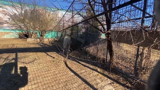 Лев-вожак ВЕРНУЛСЯ В ВОЛЬЕР ! смотреть онлайн
