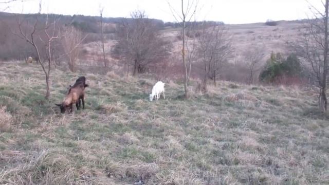 Наши козлята. смотреть онлайн