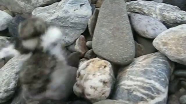 Ring dotterel chick смотреть онлайн