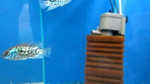 Цихлазома Блю Демпси - Аквариумная рыбка!