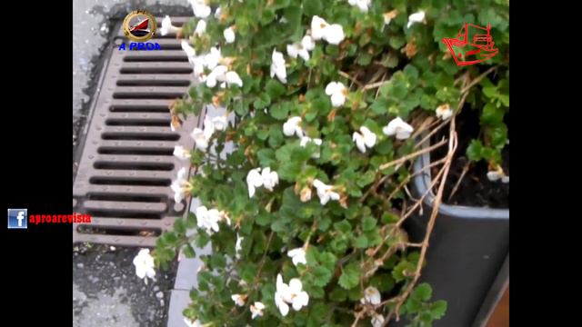 BACOPA (Chaenostoma cordatum) смотреть онлайн