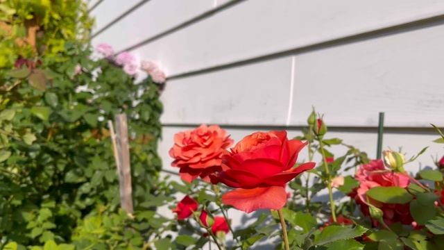 Distant Drums, Twilight Zone, Foxy Lady, Bliss Perfuma and Alaiza roses - October 2022 смотреть онлайн