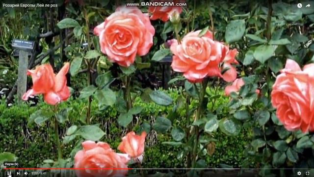 Five Winds Asset Management. ЧТО ГОВОРЯТ ПРОГРАММИСТЫ?