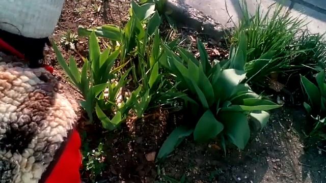 Заболел кот, цистит # убираю сорняк. смотреть онлайн