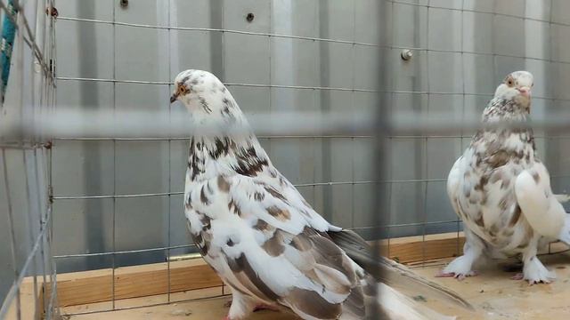 Николаевские голуби. Продажа. 500р. Краснодарский край ст. Платнировская Звоните 8-989-129-80-55 смотреть онлайн