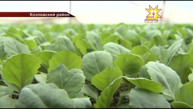 Иван Моторин сегодня побывал в Козловском и Цивильском районах республики смотреть онлайн
