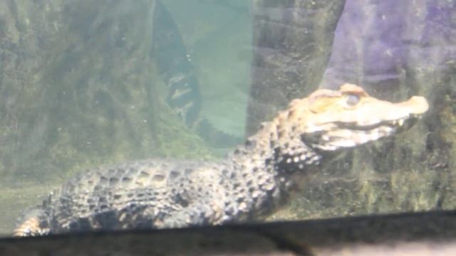 Крокодил маленький!!! Crocodile small!!! смотреть онлайн