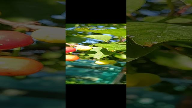 1000032436.mp4 смотреть онлайн