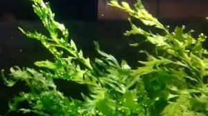 Болбитис геделоти (Bolbitis heudelotii)