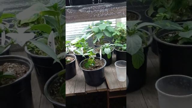 ЗИМНЕЕ ХРАНИЛИЩЕ ДЛЯ ГОРТЕНЗИИ смотреть онлайн