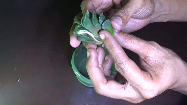 Another Haworthia Truncata Repotting Video