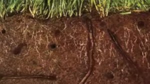 ДОЖДЕВОЙ ЧЕРВЬ : ПОЛЬЗА ИЛИ ВРЕД ДЛЯ РАСТЕНИЙ?  #Полезен_ли_дождевой_червь_для_сада #oldenburgru#26