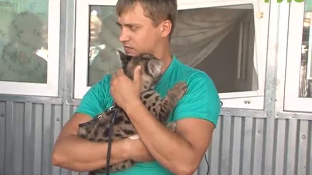 Канадская пума Парма принесла шестнадцатого котенка за семь лет смотреть онлайн